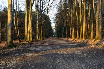 a forest road, an alley between doors, the sun's rays are falling on the trees