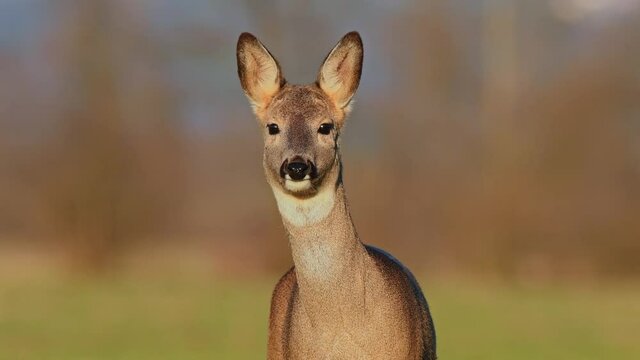 Curious wild female roe deer looking at the camera