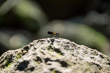 ladybird on a rock