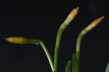 Three buds of fresh daffodils close up on a black background space for text