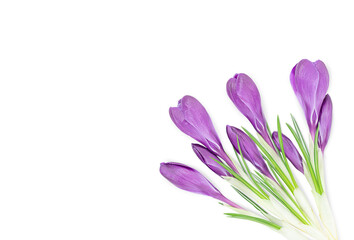 Bouquet of purple crocus flowers in the coner of page isolated on white background	