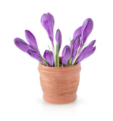Bouquet of purple crocus flowers in clay brown vase isolated on white background