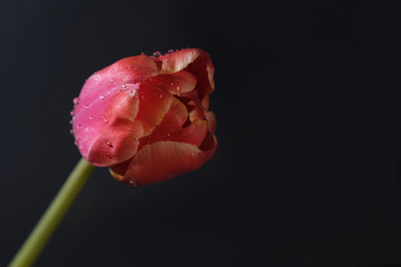 One red tulip on a black background. Print photo