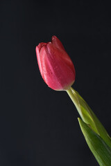 One fresh red tulip close up on a black background space for text