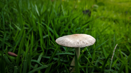 Cogumelo branco 