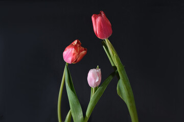 Three fresh red, pink tulips on a black background space for text