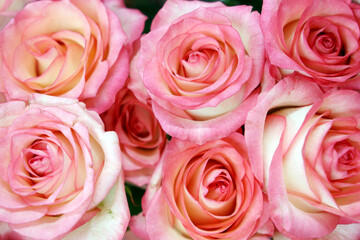 Bouquet of roses, pink flowers for festive background