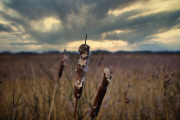 National Park Vejlerne cattails in North West Denmark