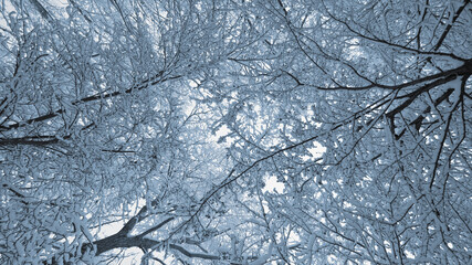 Snow covered branches