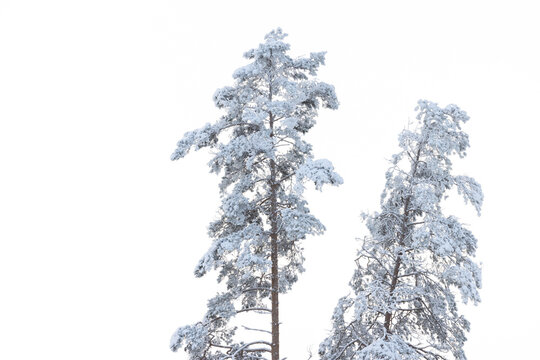 Two tall pines covered in snow agains grey sky