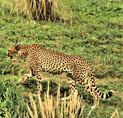 A view of a Cheetah