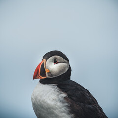 Naklejka premium Atlantic Puffins bird or common Puffin in ocean blue background. Fratercula arctica. Shot in Faroe Islands in North Atlantic.
