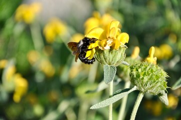 Wild bee pollinating yellow flower in the field