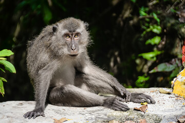 Sitting Ondonesian Macaque Monkey