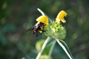 Wild bee pollinating yellow flower in the field. bee on a flower.