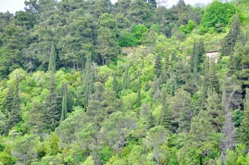 Fototapeta na wymiar Mediterranean vegetation,evergreen forest on the Croatian coast