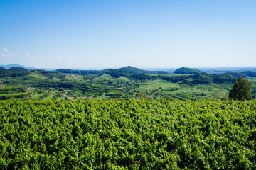 Fototapeta na wymiar Beautiful vineyard landscape of the Kaiserstuhl, a mountain with terrace vineyards in the south of Germany near the French border.