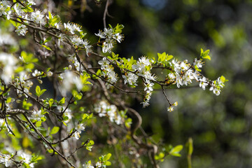 Flowers under spring's sunlight of 2021
