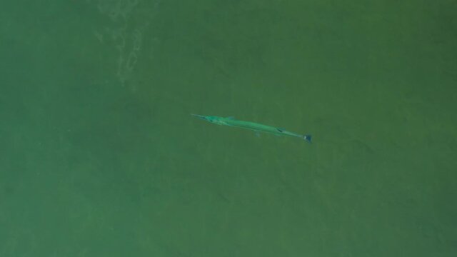Wahoo Acanthocybium solandri long blue thin fish from above the clear water Costa Rica