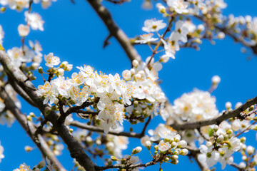 Flowers under spring's sunlight of 2021