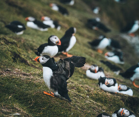 Fototapeta premium Atlantic Puffins bird or common Puffin in ocean blue background. Fratercula arctica. Shot in Faroe Islands in North Atlantic.