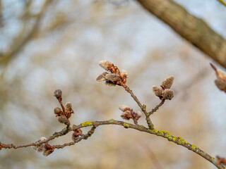 A nice picture of the pussy willows in spring