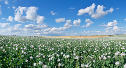 Field of opium poppy flowers. Cloudscape, sky with clouds. White colored poppy is grown in Czech Republic. Panoramic banner image. - obrazy, fototapety, plakaty
