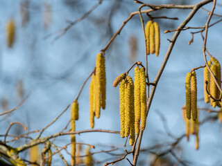 A nice picture of the hazel catkin in spring - obrazy, fototapety, plakaty