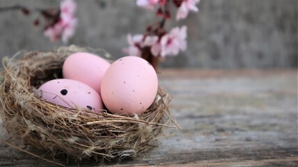 Obraz premium Easter eggs in nest and pink flowering sakura branches on rustic background.