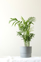 Fototapeta premium Green house plant hamedorea in a pot. Trend home plants, Scandinavian style in the interior. Copy space.