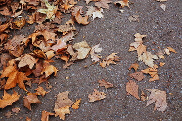 Autumn Leaves on the Pavement in Color 