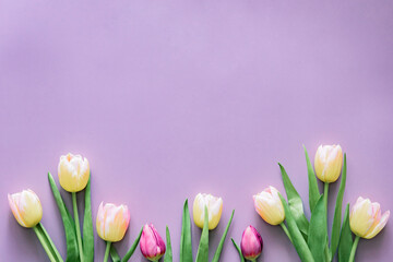 Tulips  on pastel background, spring theme, flat lay, copy space