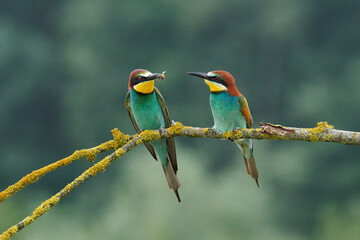 European bee-eater (Merops apiaster).