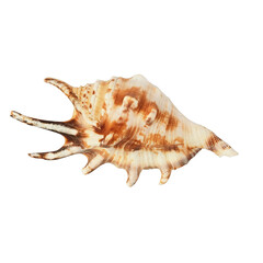 exotic seashell isolated against white macro background