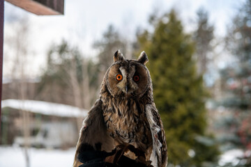 ong-eared gray owl with yellow eyes sits on a glove in the winter during the day