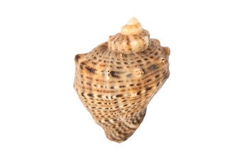exotic rapang seashell isolated against white macro background