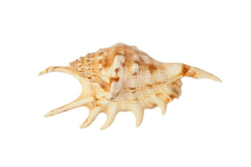 exotic seashell isolated against white macro background