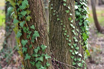 Yedra enredada en troncos de árboles