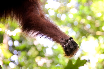 Arm of Orangutan on tree © Kamila