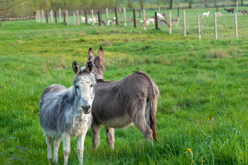 donkey in the meadow