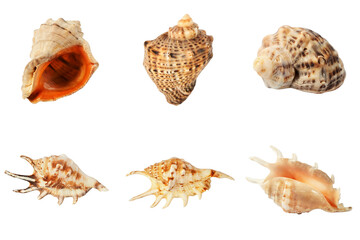 set of sea shells is close-up isolated on white background