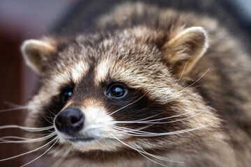 gray raccoon playing near the fence in winter in the park 
