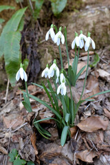 SNOWDROPS FLOWER IN THE WOODS IN CROATIA
