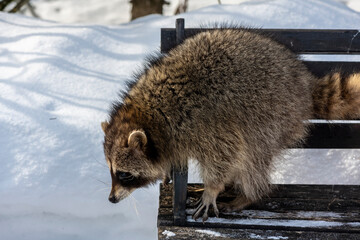 gray raccoon playing near the fence in winter in the park 