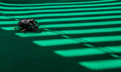 European rhinoceros beetle (Oryctes nasicornis) on a green background.