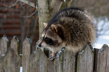 gray raccoon playing near the fence in winter in the park 