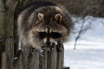 gray raccoon playing near the fence in winter in the park  © константин константи