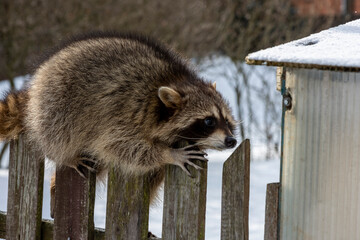 gray raccoon playing near the fence in winter in the park 