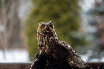 long-eared gray owl with yellow eyes sits on a glove in the winter during the day 