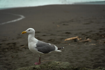 seagull on beach